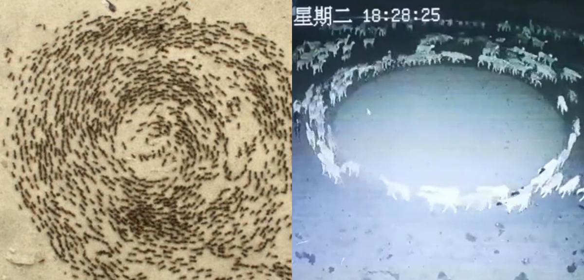 Cartel de Muerte Radial